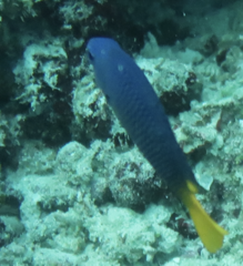 Pomacentrus philippinus