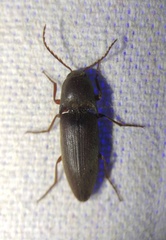 Diplostethus texanus