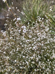 Leucopogon microphyllus