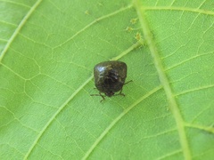 Megacopta punctatissima