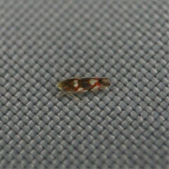 Erythroneura elegans