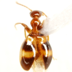 Acanthinus scitulus