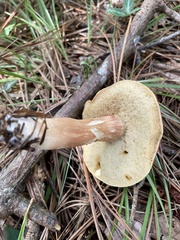 Austroboletus gracilis