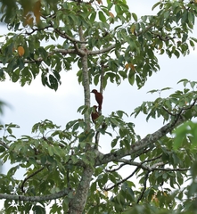 Micropternus brachyurus