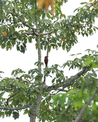 Micropternus brachyurus