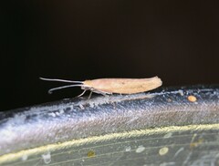 Ypsolopha unicipunctella