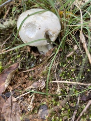 Tylopilus intermedius