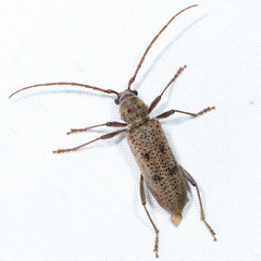 Brothylus gemmulatus