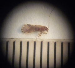 Austropsocus apicipunctatus