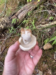 Tylopilus intermedius