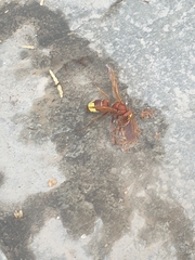 Vespa orientalis