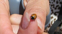 Coccinella monticola