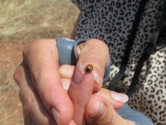 Coccinella monticola