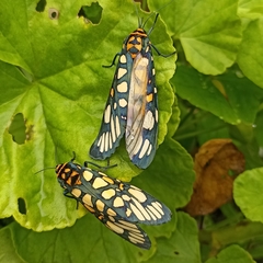 Aglaomorpha plagiata