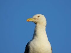 Larus fuscus