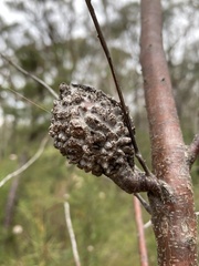 Hakea propinqua