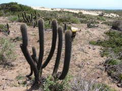 Trichocereus faundezii