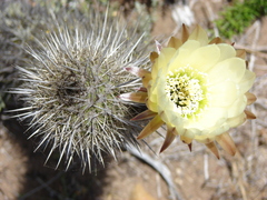 Trichocereus faundezii