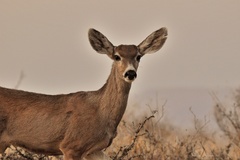 Odocoileus hemionus eremicus