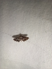 Diasemiopsis leodocusalis