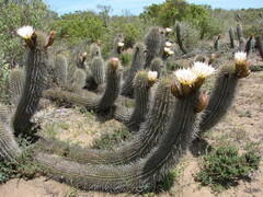 Trichocereus faundezii