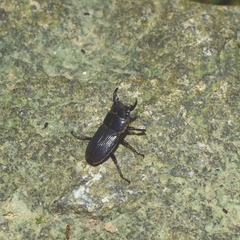 Aegus laevicollis