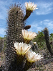 Trichocereus faundezii