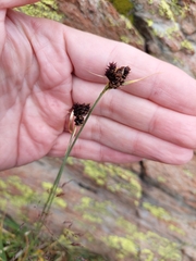 Carex parviflora