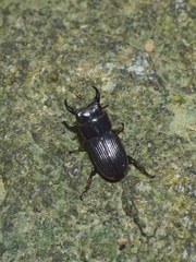 Aegus laevicollis