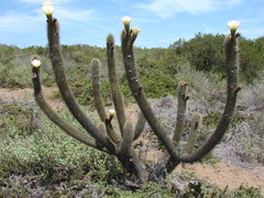Trichocereus