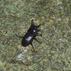 Aegus laevicollis