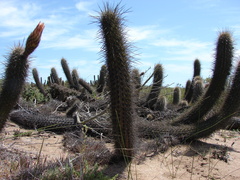 Trichocereus faundezii