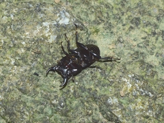 Aegus laevicollis