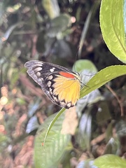 Delias descombesi