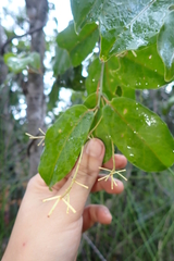 Agatea longipedicellata