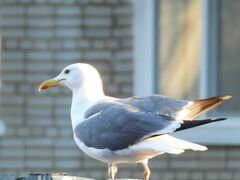 Larus fuscus