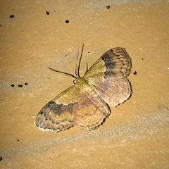 Leptostales ferruminaria