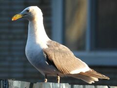 Larus fuscus