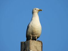 Larus fuscus