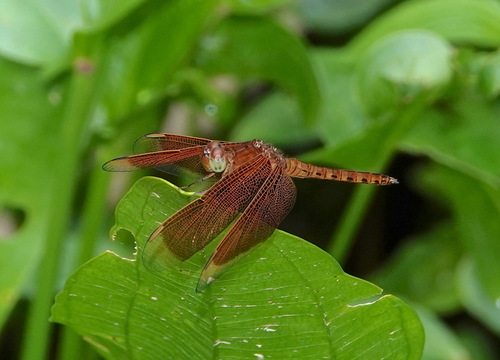 Common Parasol photo 5