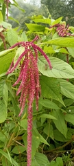 Amaranthus caudatus