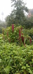 Amaranthus caudatus