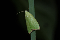Parotis punctiferalis