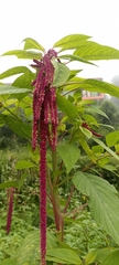 Amaranthus caudatus