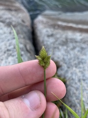 Carex crawfordii