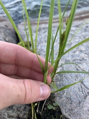 Carex crawfordii