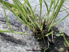 Carex crawfordii