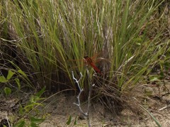 Libellula needhami