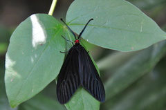 Histia flabellicornis