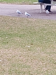 Chroicocephalus novaehollandiae novaehollandiae